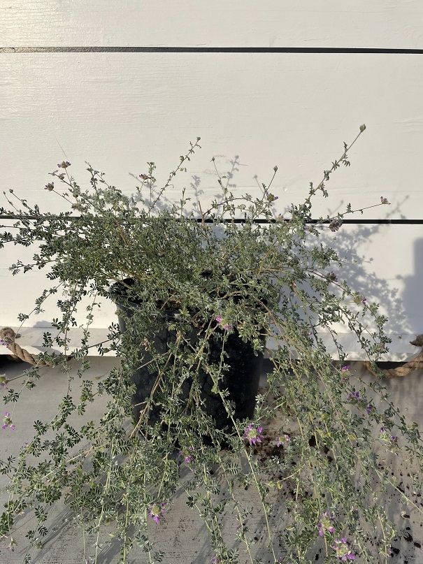 dalea-greggii
