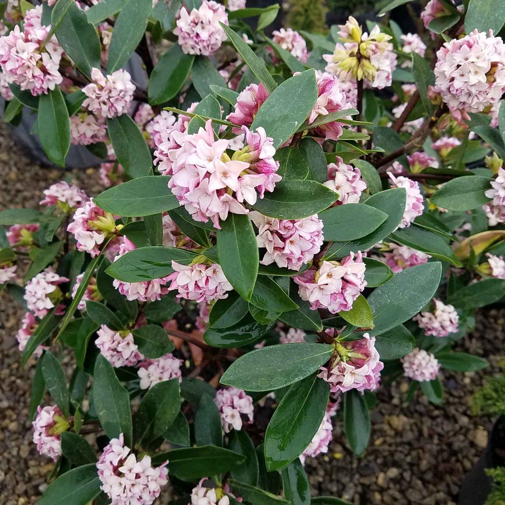 daphne-odora-winter-daphne