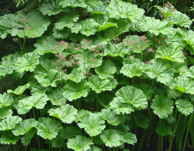darmera-peltata-umbrella-plant