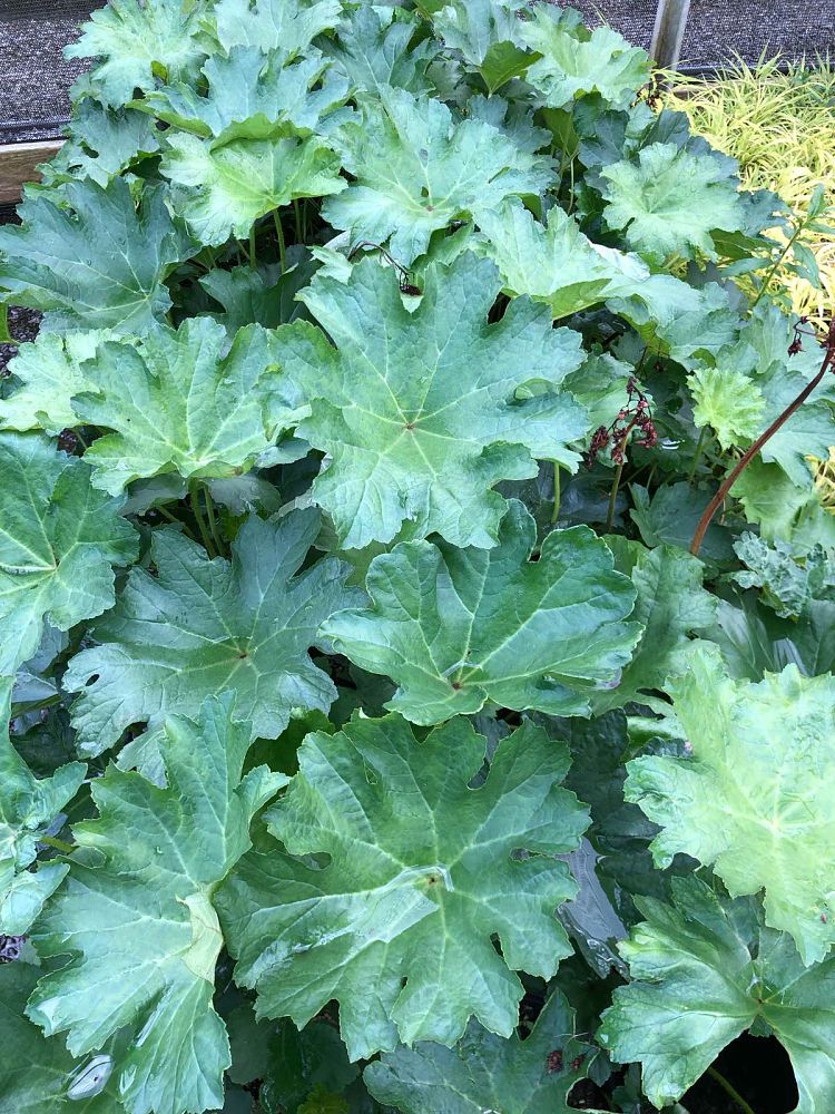 darmera-peltata-umbrella-plant