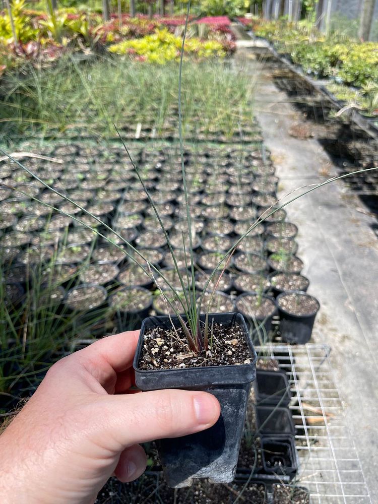 dasylirion-glaucophyllum