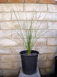 dasylirion-longissimum-mexican-grass-tree