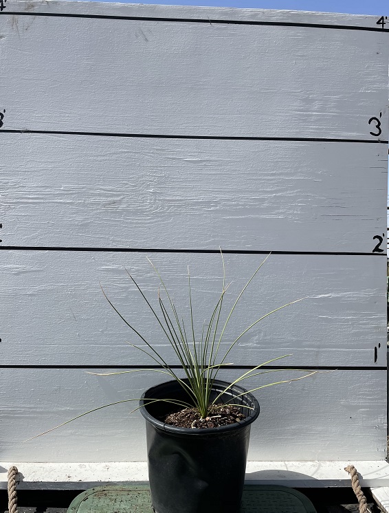 dasylirion-longissimum-mexican-grass-tree
