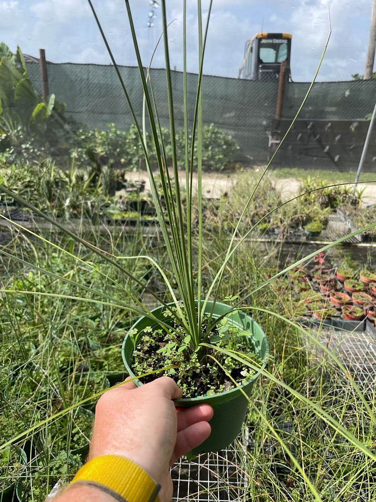 dasylirion-longissimum-mexican-grass-tree