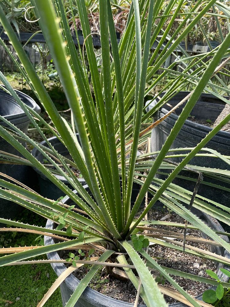 dasylirion-longissimum-mexican-grass-tree