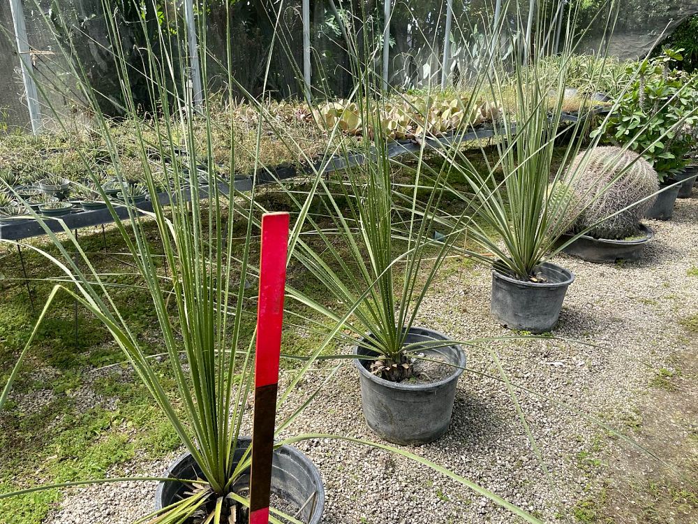 dasylirion-longissimum-mexican-grass-tree
