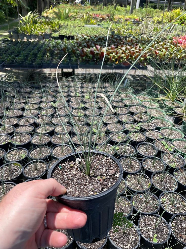 dasylirion-longissimum-mexican-grass-tree
