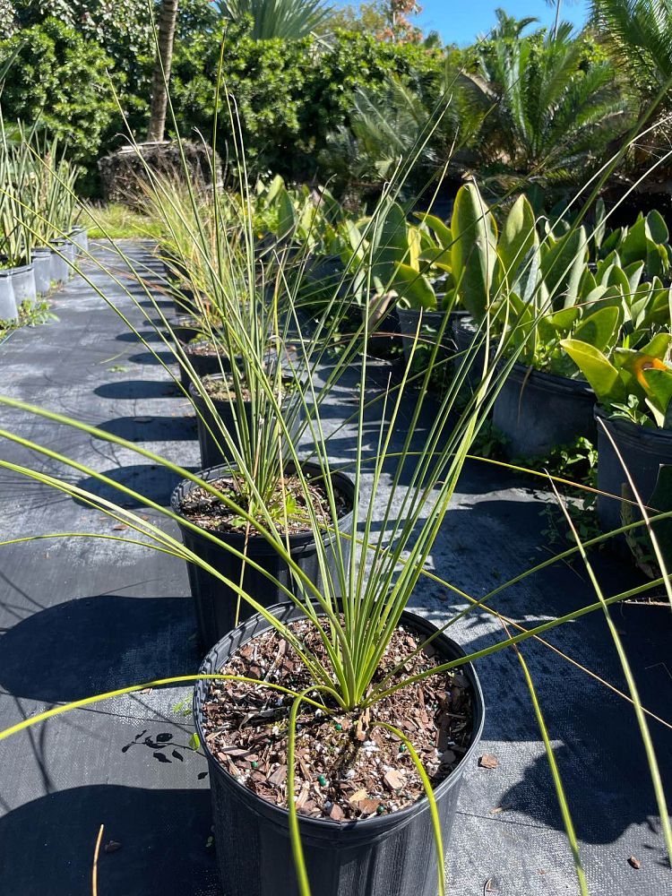 dasylirion-longissimum-mexican-grass-tree