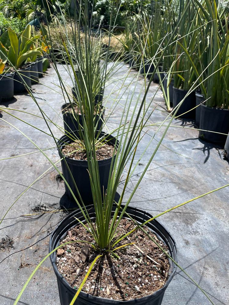 dasylirion-longissimum-mexican-grass-tree