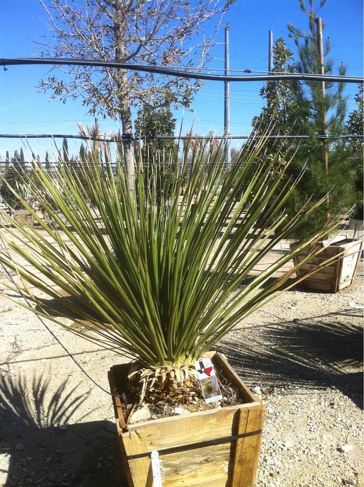 dasylirion-texanum-green-desert-spoon-sotol