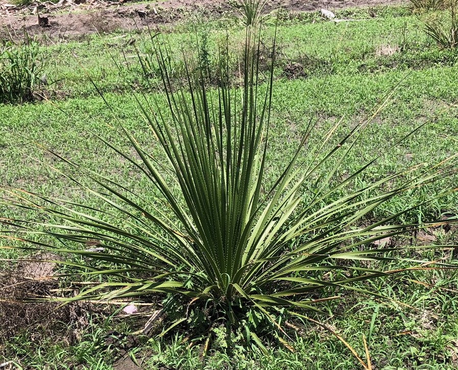 dasylirion-texanum-green-desert-spoon-sotol