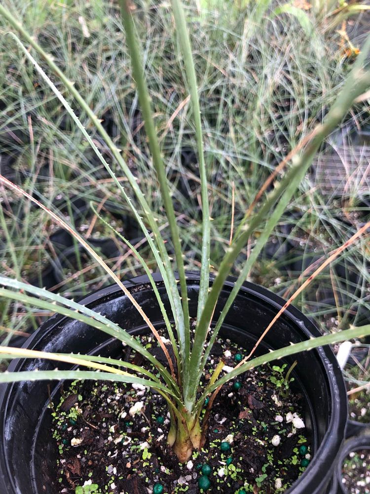 dasylirion-wheeleri-spoon-flower