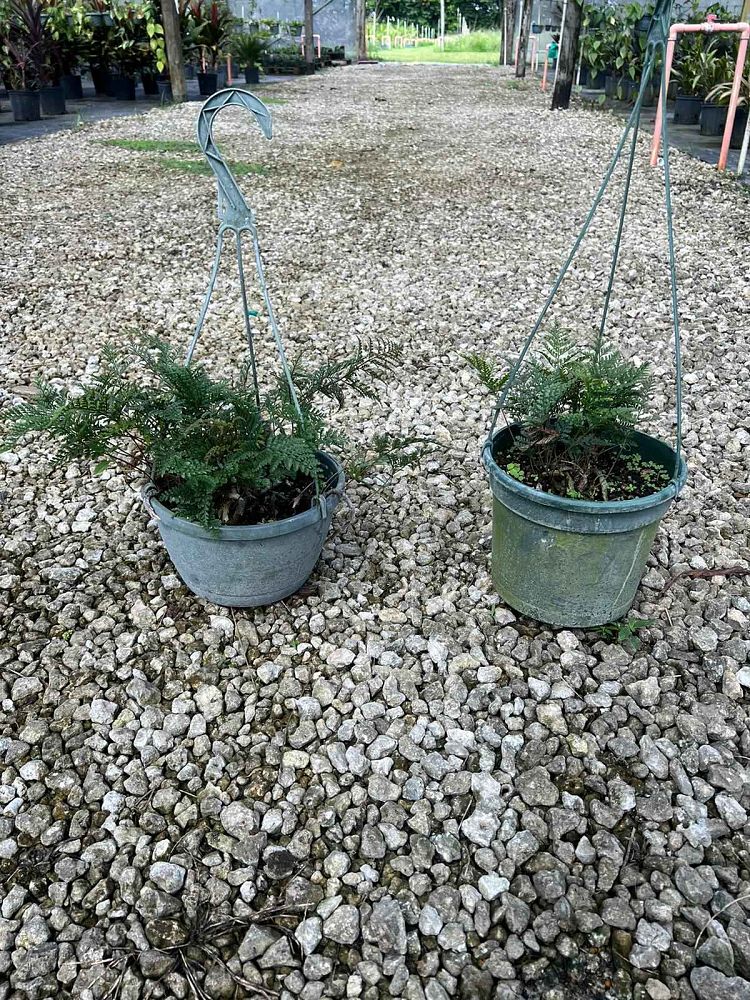 davallia-fejeensis-rabbit-s-foot-fern
