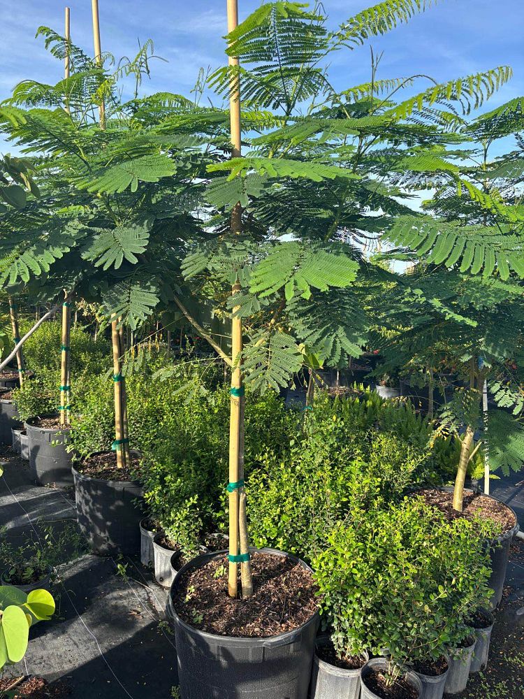delonix-decaryi-flamboyant-tree-poinciana