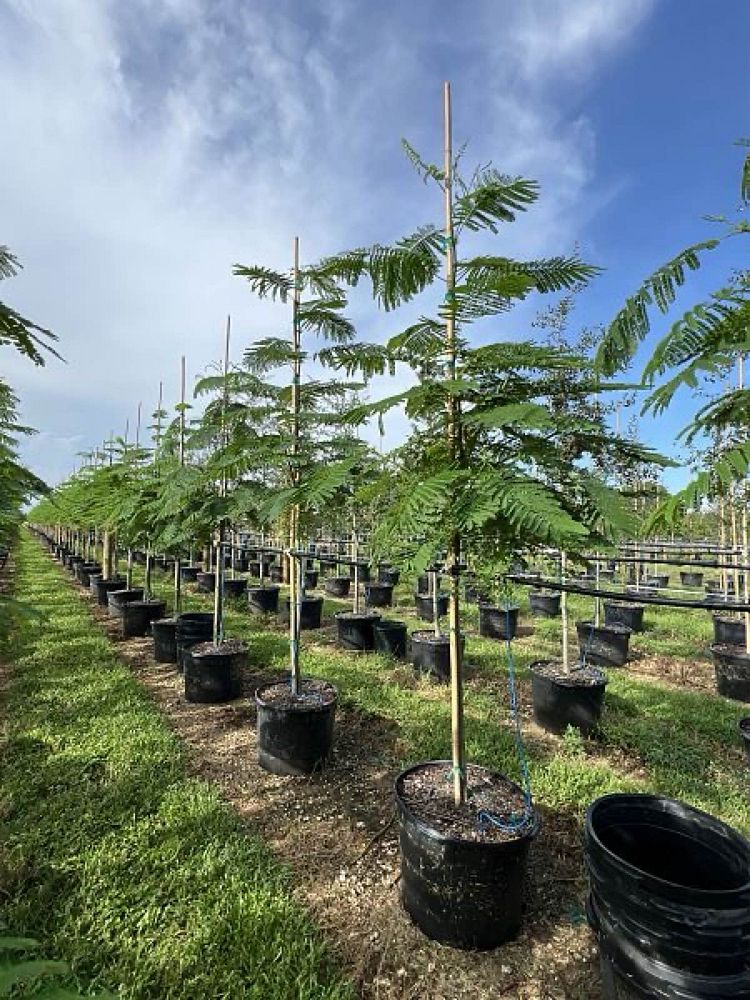 delonix-regia-flavida-flamboyant-flame-tree-royal-poinciana