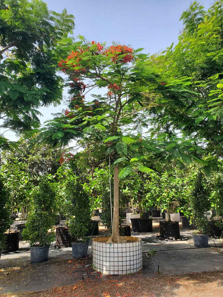delonix-regia-key-west-red-royal-poinciana
