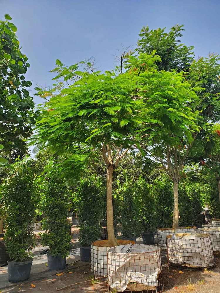 delonix-regia-key-west-red-royal-poinciana