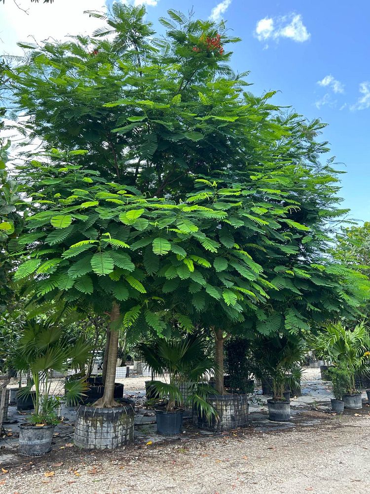 delonix-regia-key-west-red-royal-poinciana