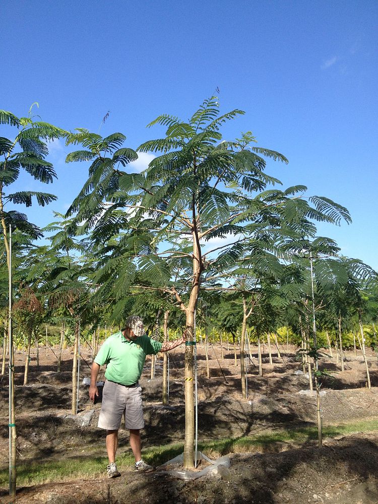delonix-regia-royal-poinciana-flamboyant-tree-flame-tree