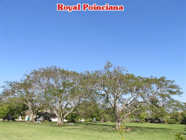 delonix-regia-royal-poinciana-flamboyant-tree-flame-tree