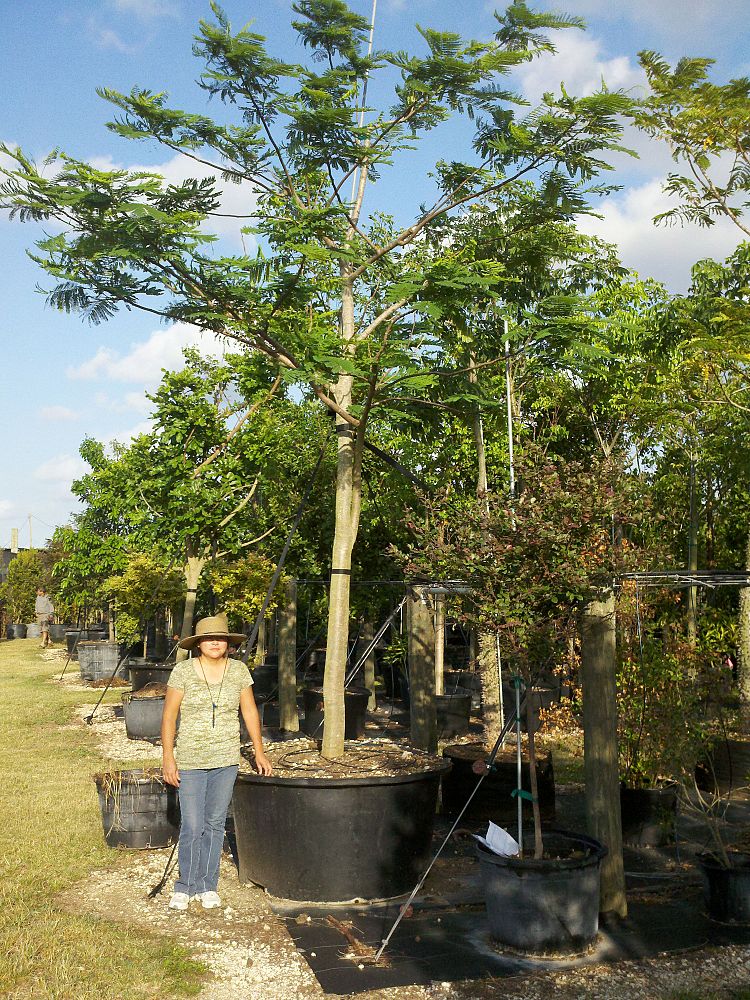 delonix-regia-royal-poinciana-flamboyant-tree-flame-tree