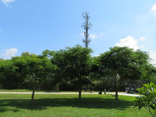 delonix-regia-royal-poinciana-flamboyant-tree-flame-tree