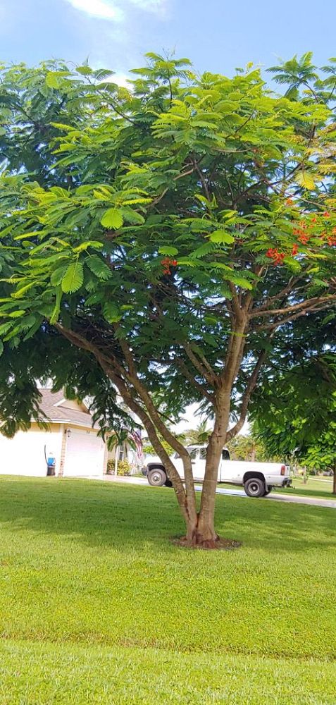 delonix-regia-royal-poinciana-flamboyant-tree-flame-tree
