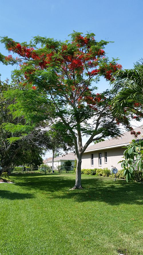 delonix-regia-royal-poinciana-flamboyant-tree-flame-tree