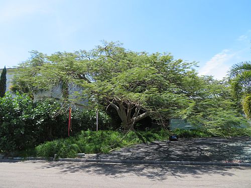 delonix-regia-royal-poinciana-flamboyant-tree-flame-tree