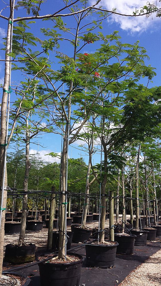 delonix-regia-royal-poinciana-flamboyant-tree-flame-tree