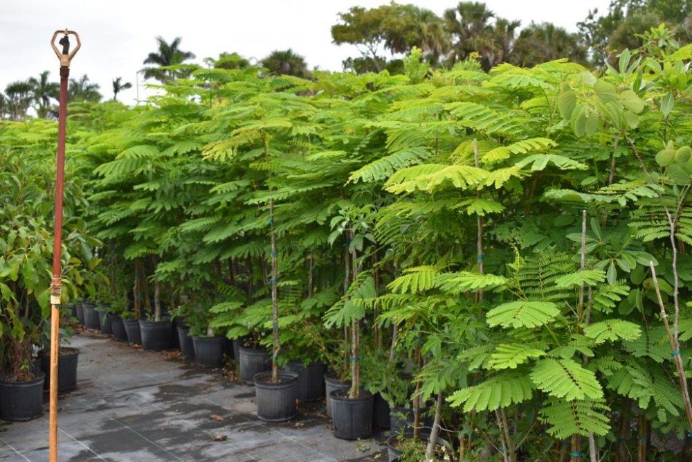 delonix-regia-royal-poinciana-flamboyant-tree-flame-tree