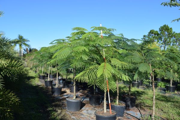 delonix-regia-royal-poinciana-flamboyant-tree-flame-tree