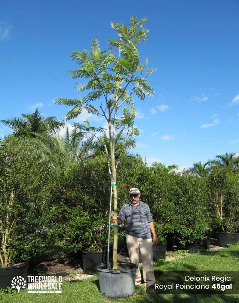 delonix-regia-royal-poinciana-flamboyant-tree-flame-tree