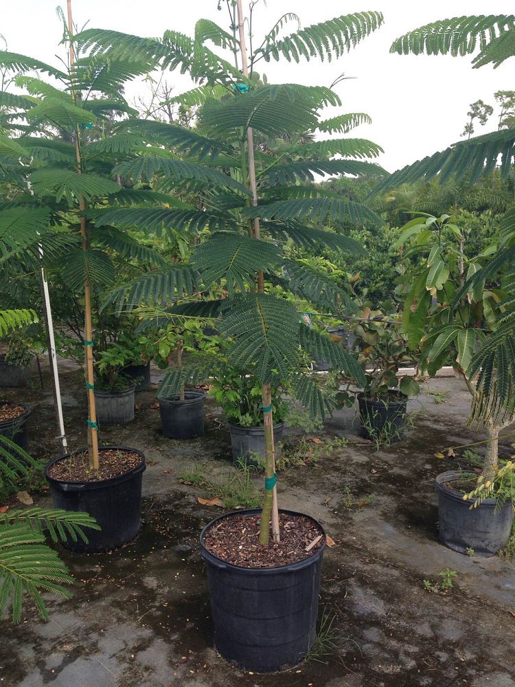 delonix-regia-royal-poinciana-flamboyant-tree-flame-tree