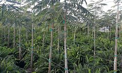 delonix-regia-royal-poinciana-flamboyant-tree-flame-tree