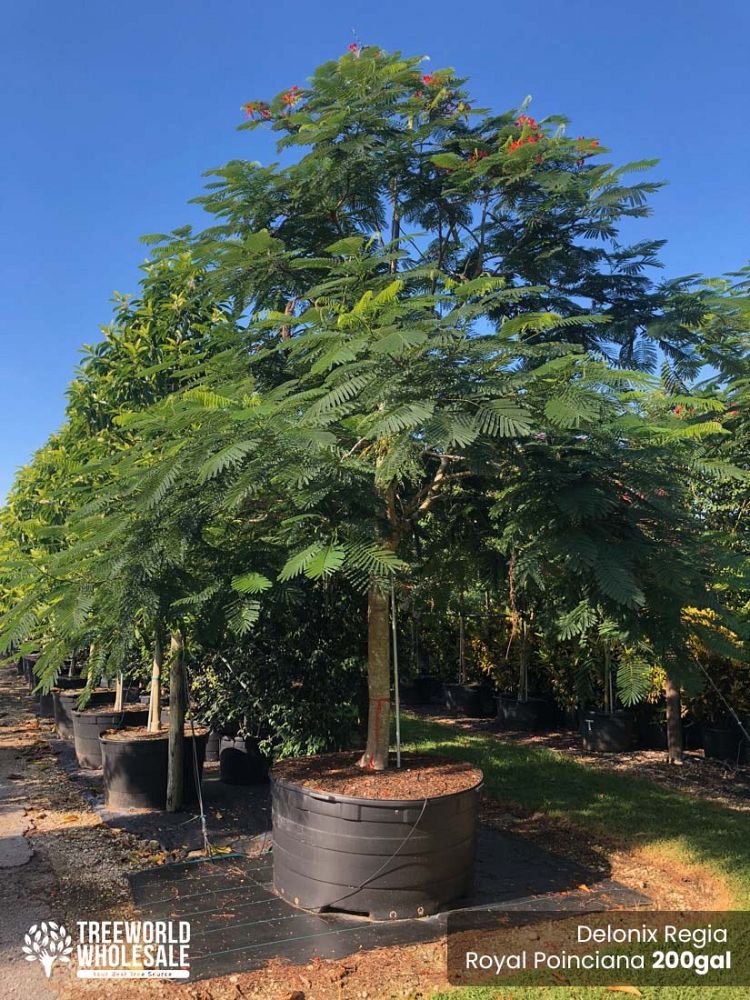 delonix-regia-royal-poinciana-flamboyant-tree-flame-tree