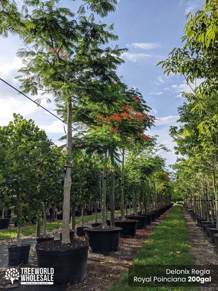 delonix-regia-royal-poinciana-flamboyant-tree-flame-tree