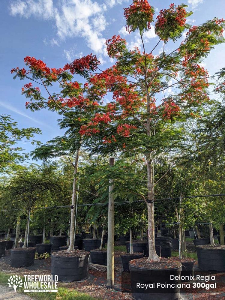 delonix-regia-royal-poinciana-flamboyant-tree-flame-tree