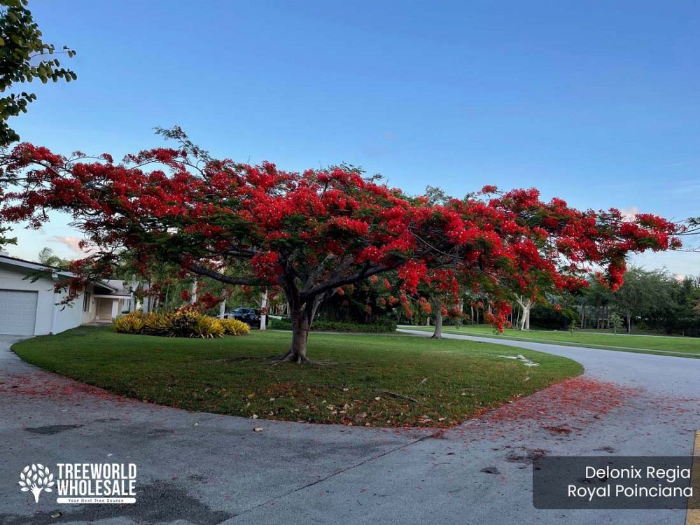 delonix-regia-royal-poinciana-flamboyant-tree-flame-tree