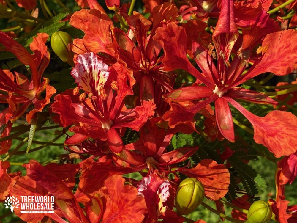 delonix-regia-royal-poinciana-flamboyant-tree-flame-tree