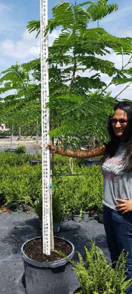 delonix-regia-royal-poinciana-flamboyant-tree-flame-tree