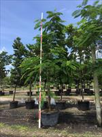 delonix-regia-royal-poinciana-flamboyant-tree-flame-tree