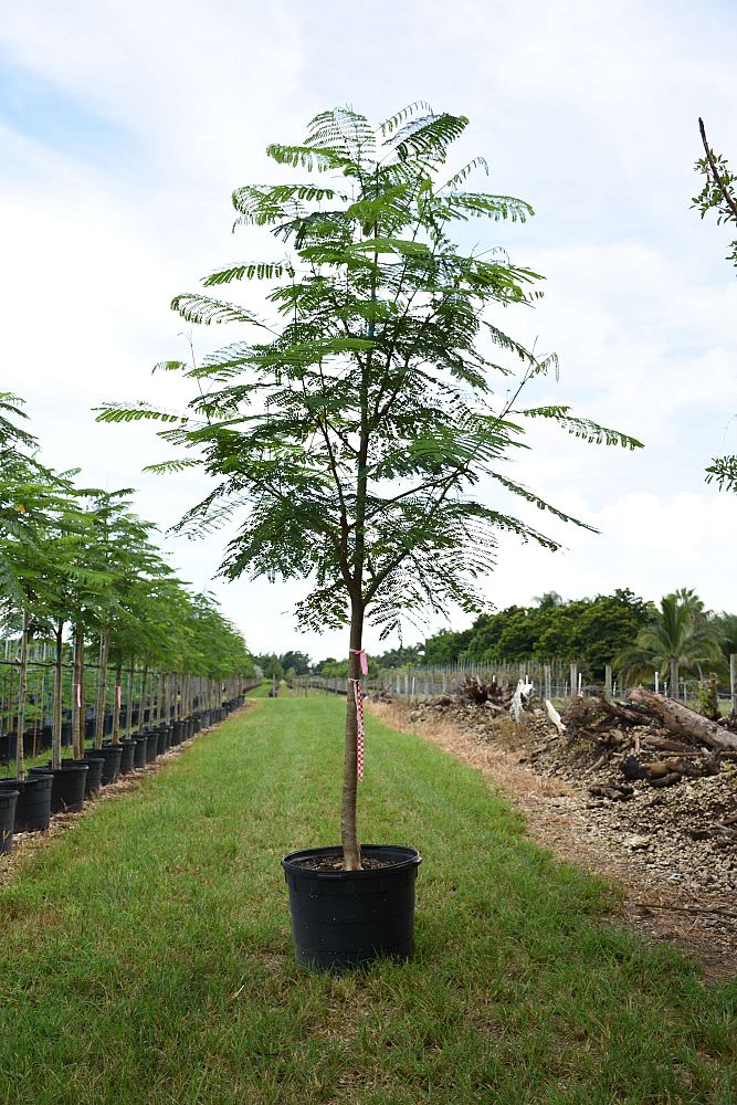 delonix-regia-royal-poinciana-flamboyant-tree-flame-tree