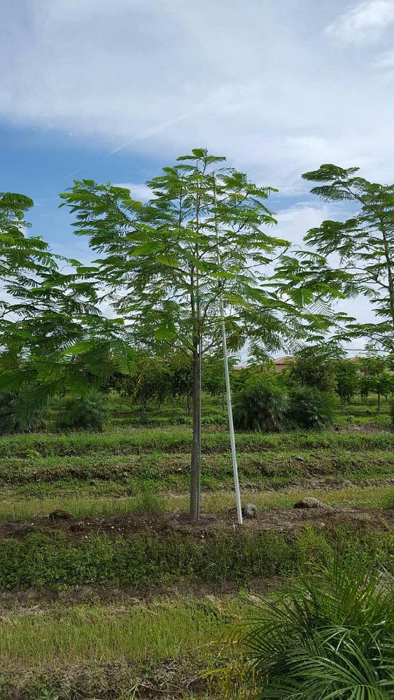 delonix-regia-royal-poinciana-flamboyant-tree-flame-tree