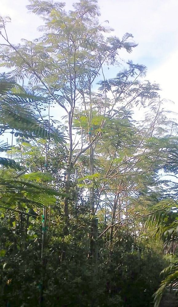 delonix-regia-royal-poinciana-flamboyant-tree-flame-tree