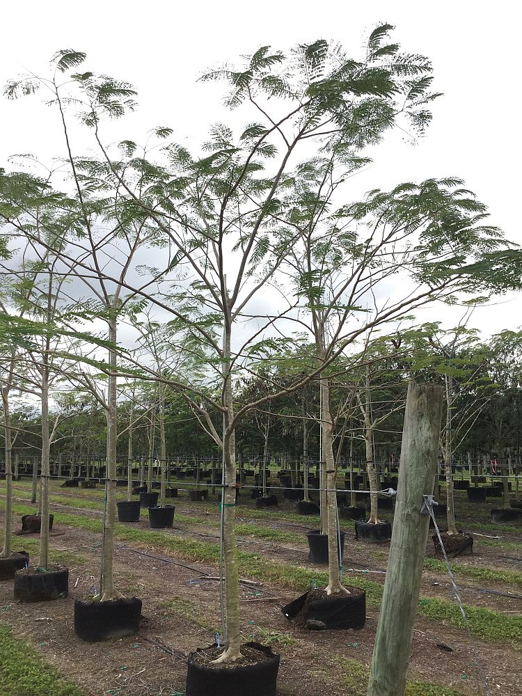 delonix-regia-royal-poinciana-flamboyant-tree-flame-tree