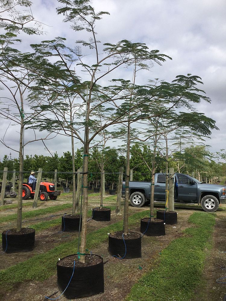 delonix-regia-royal-poinciana-flamboyant-tree-flame-tree