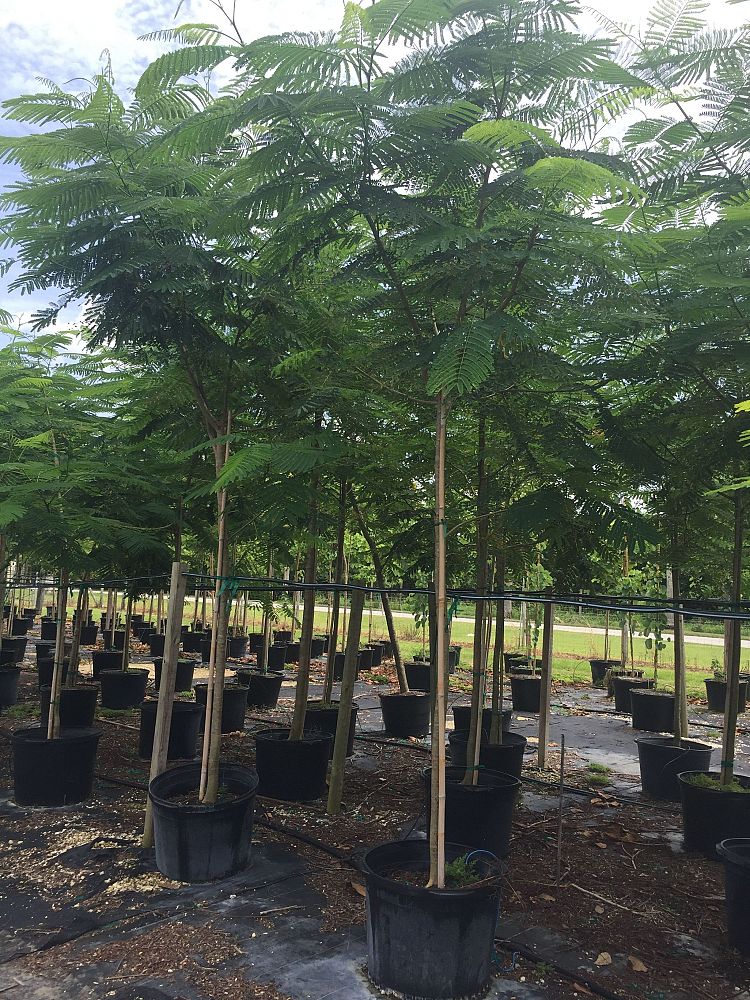 delonix-regia-royal-poinciana-flamboyant-tree-flame-tree