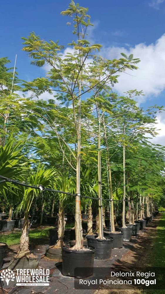 delonix-regia-royal-poinciana-flamboyant-tree-flame-tree
