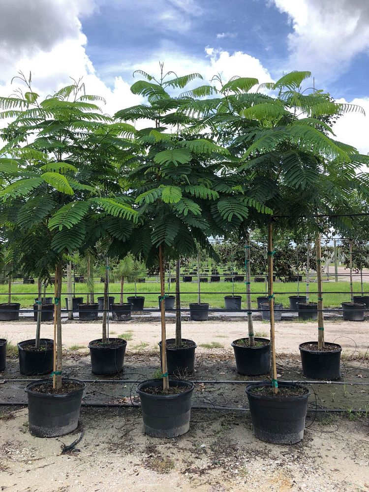 delonix-regia-royal-poinciana-flamboyant-tree-flame-tree